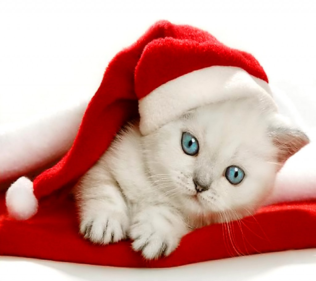 87603-full_christmas-kitten-high-definition-wallpaper-18701-baltana